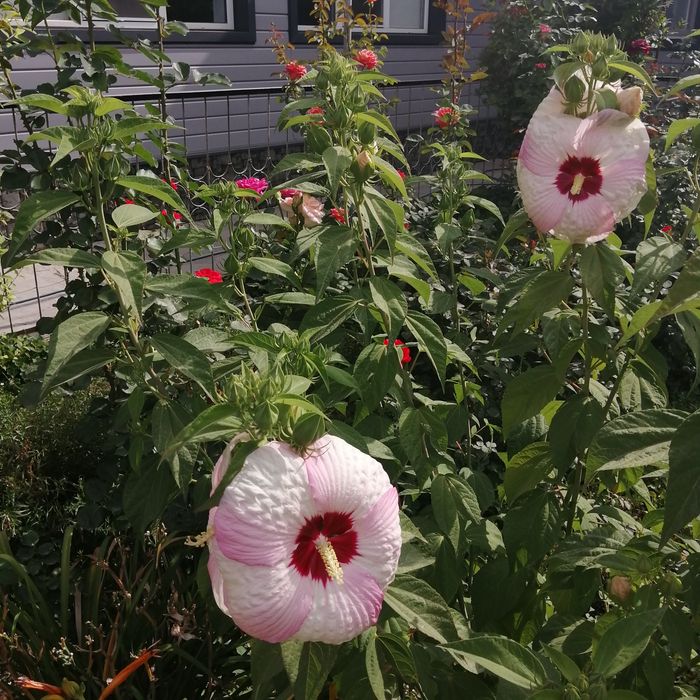 Продам садовые цветы