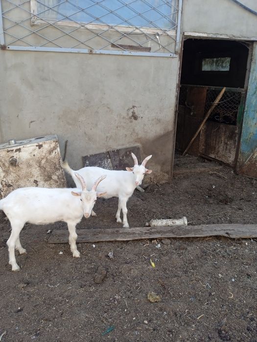 Козляты аненские