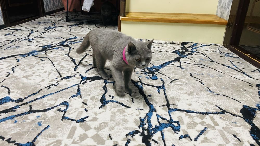 Скотч страит аёл