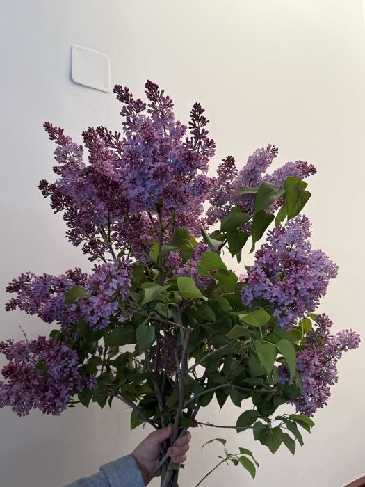 Цветы сирени,букеты