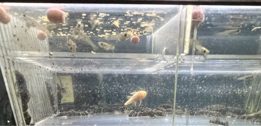 Сомики анцитрусы