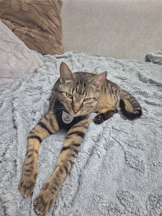 Кот очень умный ходит на унитаз