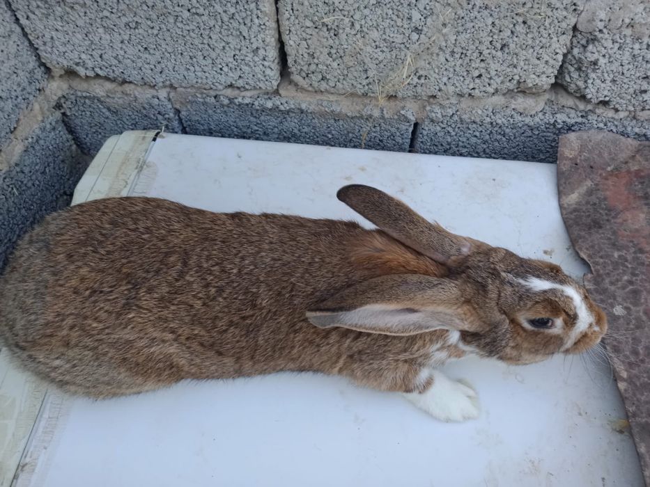 Самец великана калифорнии