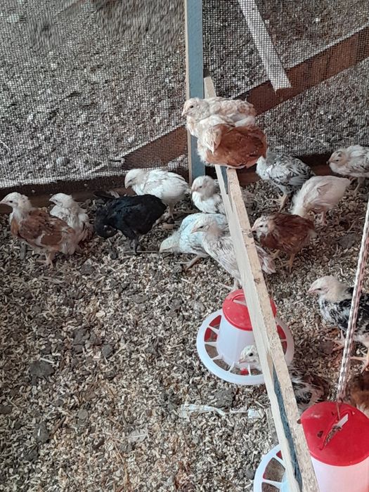 Цыплята 3дневные.