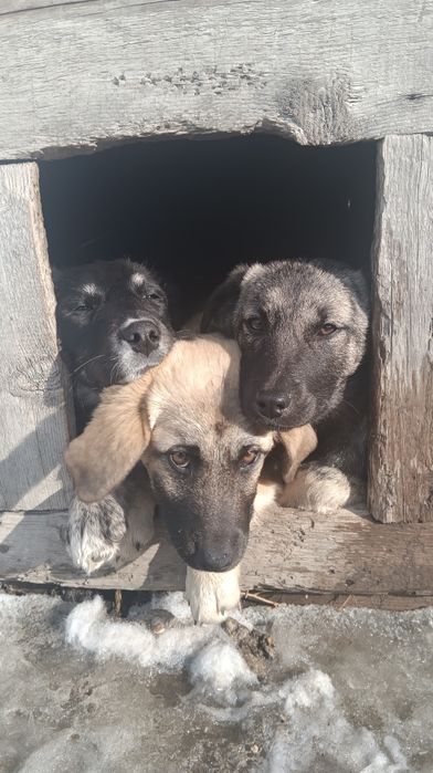 Щенки сторожевые в добрые руки