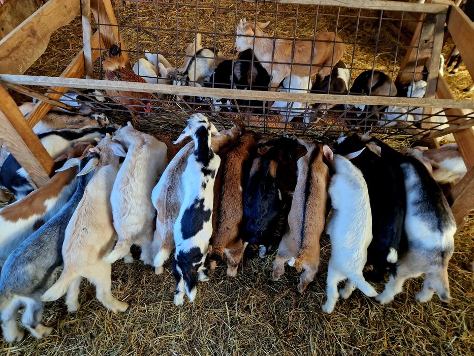 Ieduțe și iezi din capre foarte bune de lapte și țap Anglo-Nubian