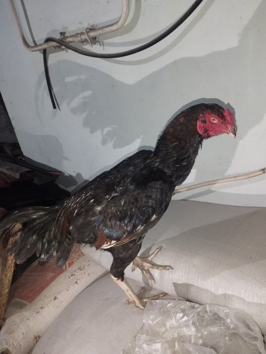 Дакан турецкий хинт 8месмяцев