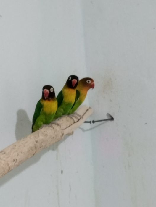 Сотилади неразлучник