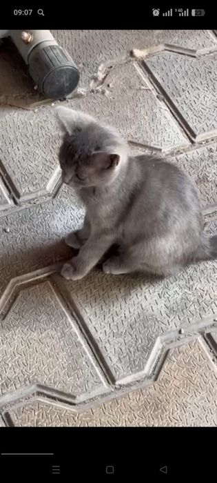 Отдам котенка в добрые руки