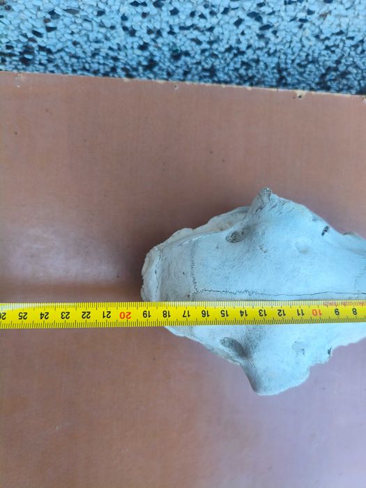 Череп, черепи за декорация