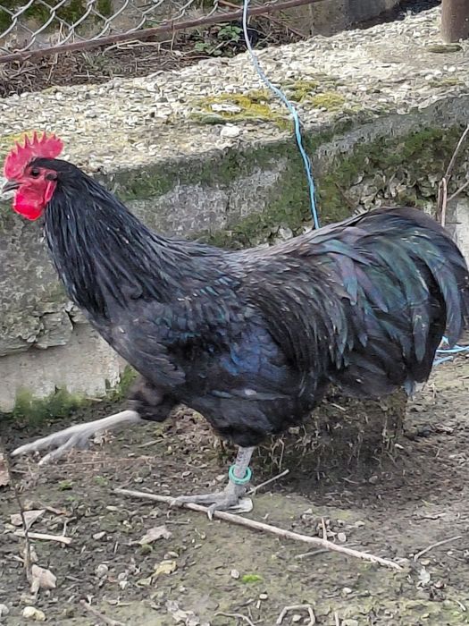 Cocosi australorp