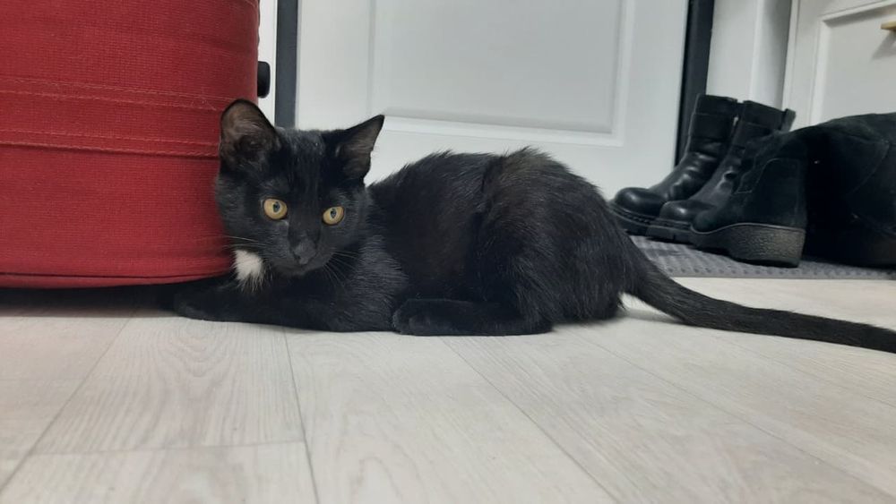 Отдам котёнка в добрые руки