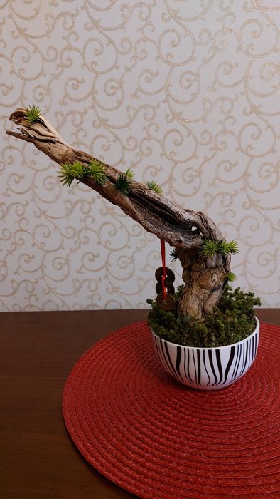 Бонсай ручная работа