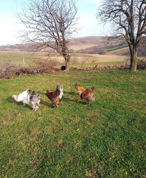 Cocosi Brahma tineret