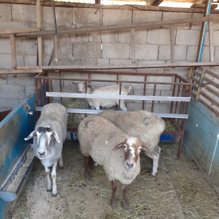 Семіз койлар. Тұсақ жас саулықтар