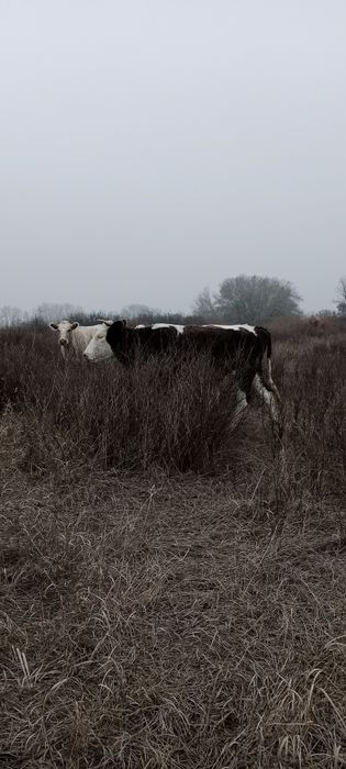 Продам тёлку от молочной коровы