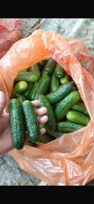 Огурец свежий местный