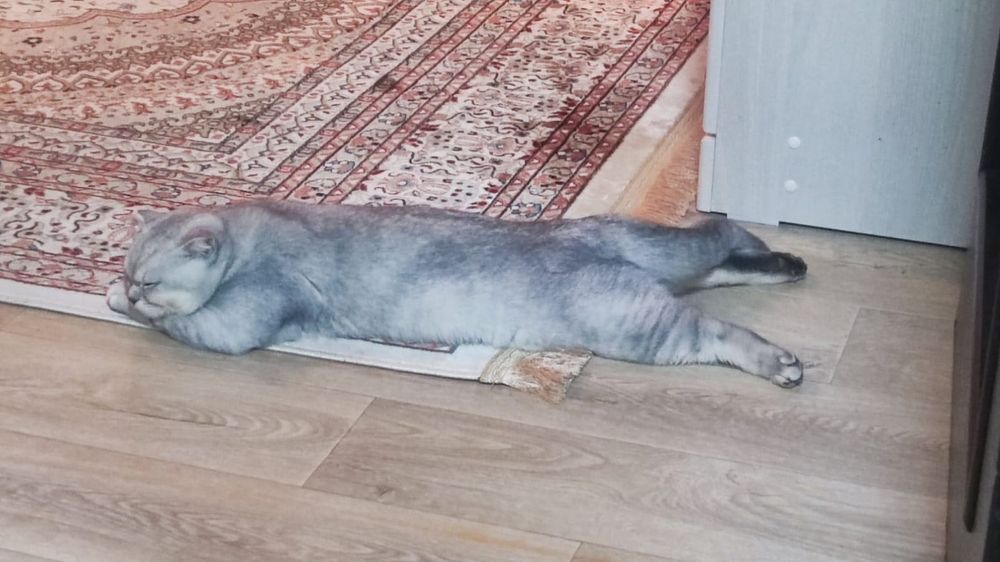 Шикарный шотландец на вязку