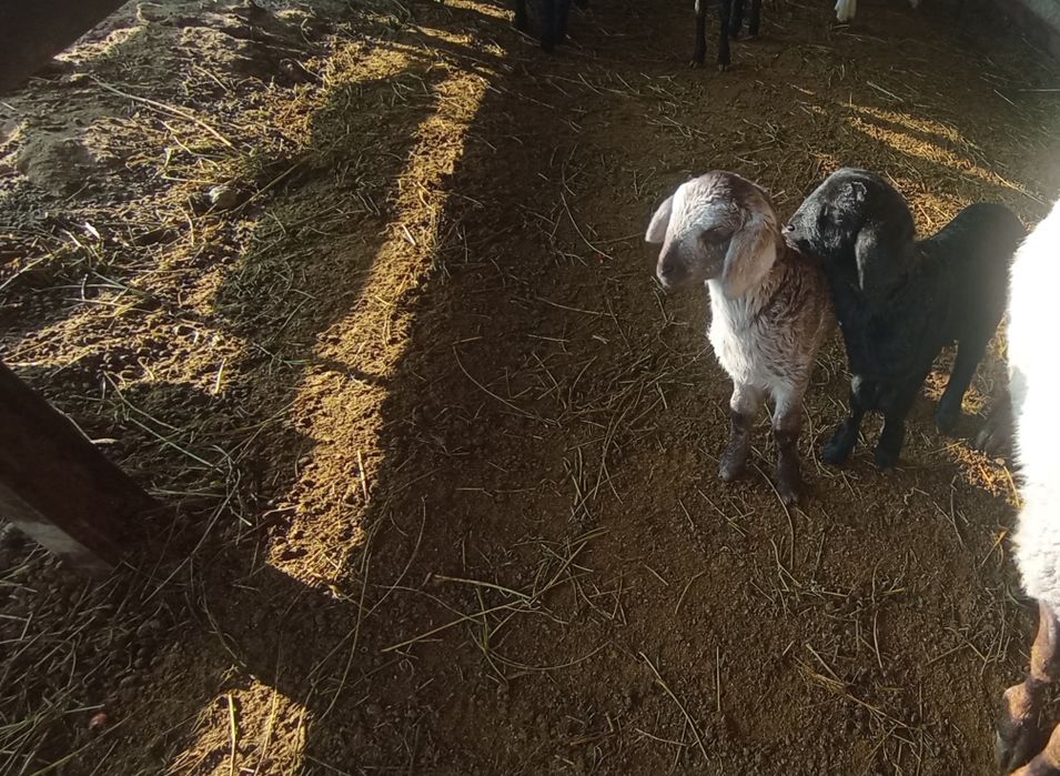 Ona bola qoʻylar sotiladi ogiz bolali 1 nar 1 moda bolalari yosh qoʻy