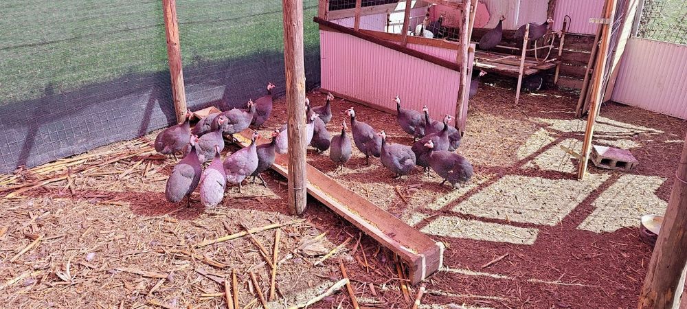 Bibilici de vânzare!