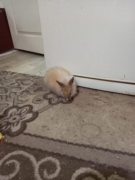 Продам декоративных кроликов