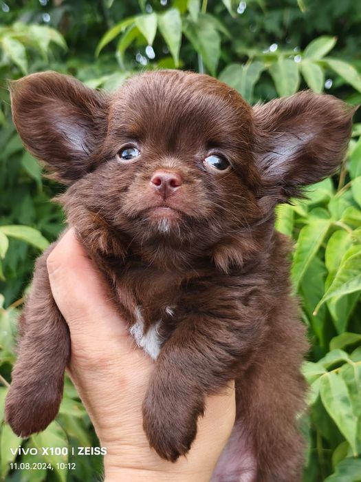 Продам щенков породы чихуахуа