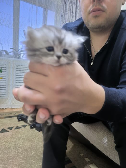 Продам маленьких котят