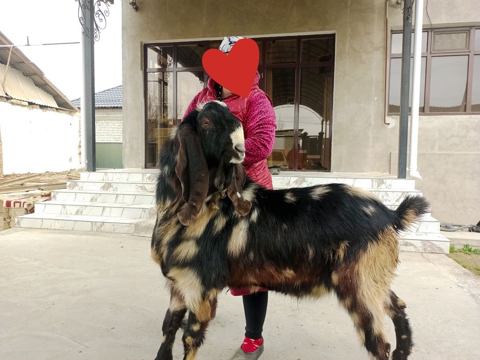 Теке сатылады Келес Абайда