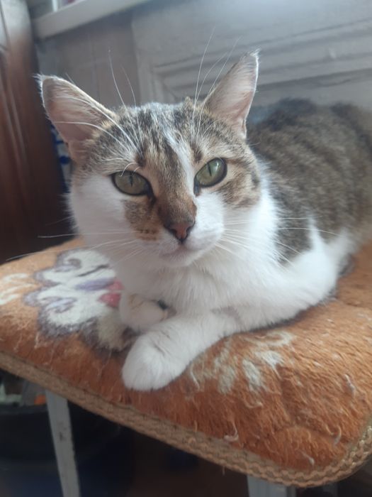 Кошечки стерилизованные