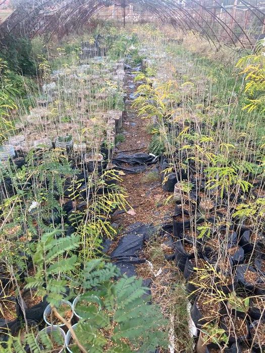 Гледичия Без Бодли