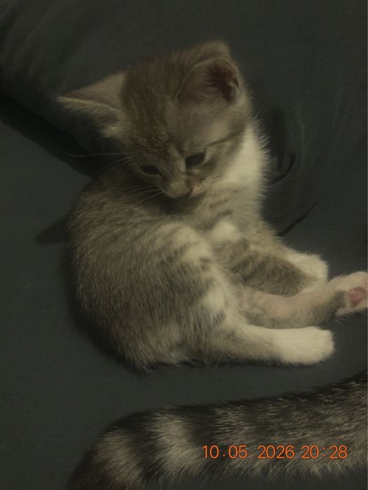 Котята, мальчики