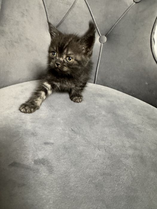 Шотландские  котята
