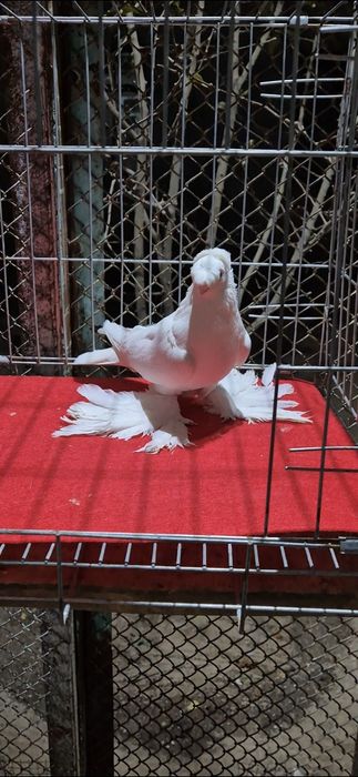 Белый жолтый красный