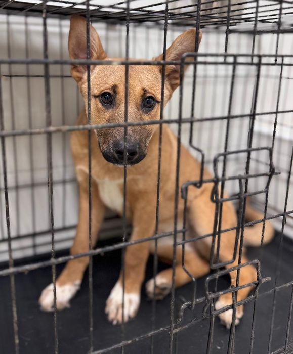 Ищет добрых хозяев