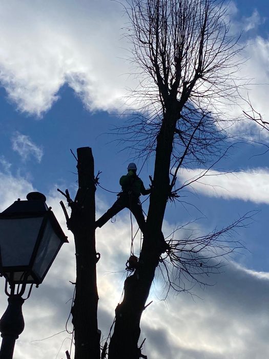 Toaletarea arborilor