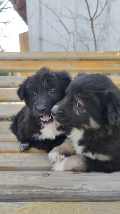 Отдам щенки в хорошие руки