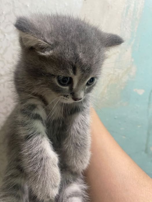 Продам котенка , битанец