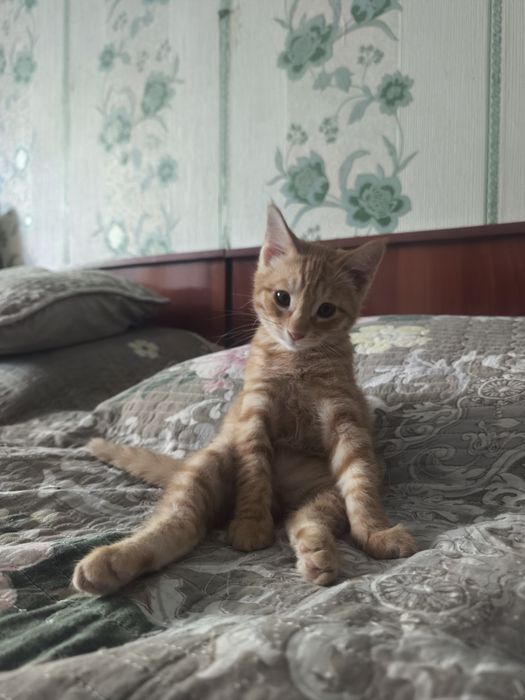 Котенок в добрые руки