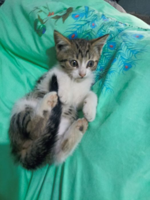Отдам котят в добрые руки