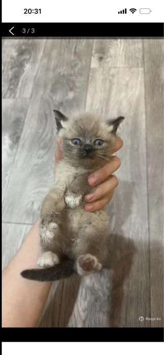 Отдам даром котят