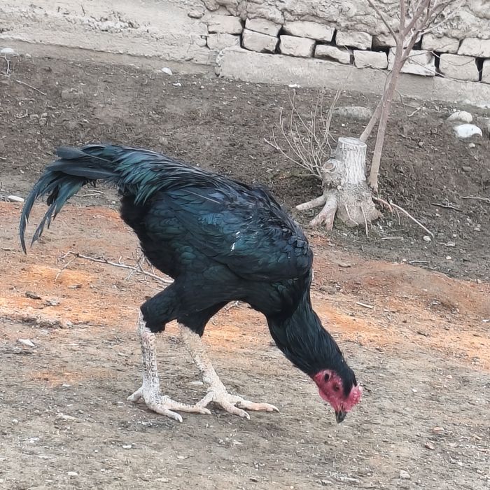 Sara Dakan xo'roz / Zotdor va sog'lom / Bo'yi baland Dakan