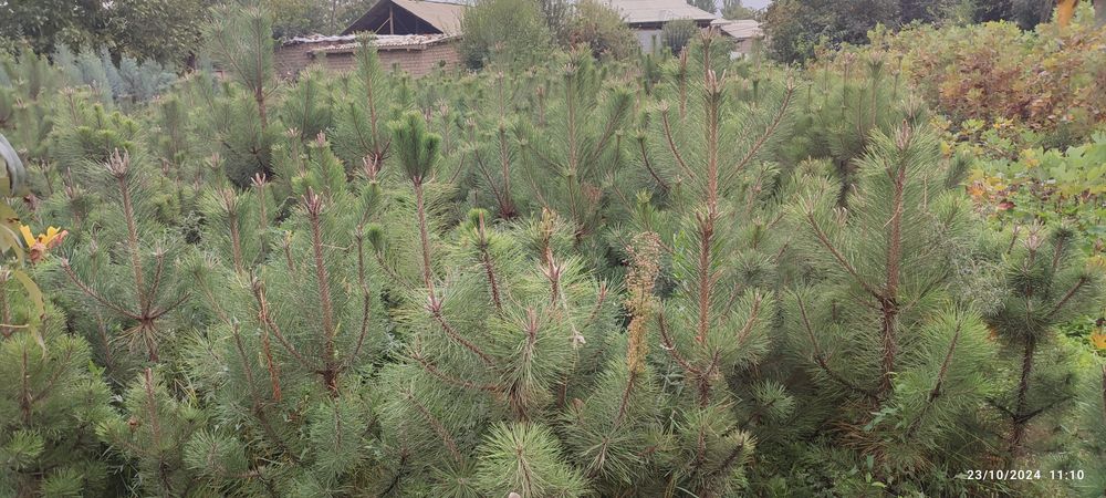 Archa ko'chatlari qrim sasna, Lola daraxt, galuboy keparis ko'chatlari