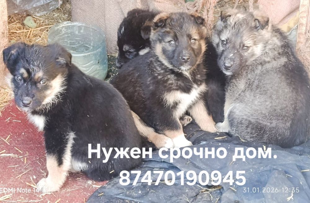 Срочно малышам нужен дом.