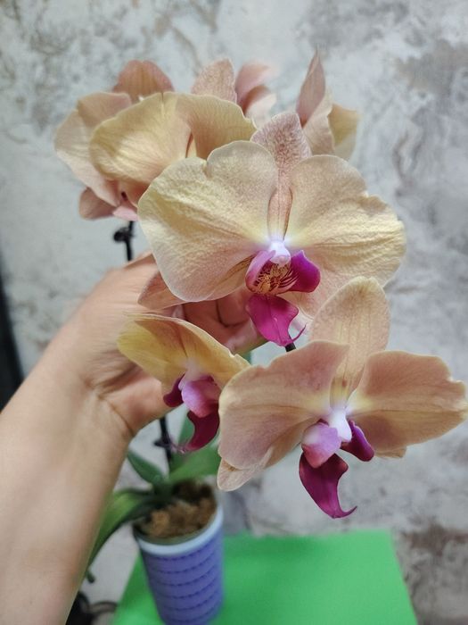 орхидеи по выгодной цене