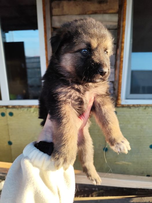 Продам щенка немецкой овчарки (девочки )