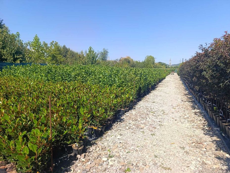 Plante ornamentale pentru grădină și curte | Gamă variată