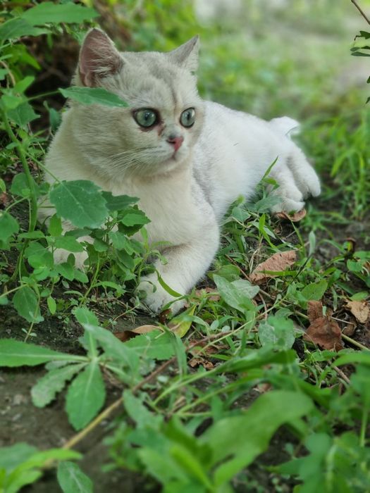 Серебристый шиншила для Вязки