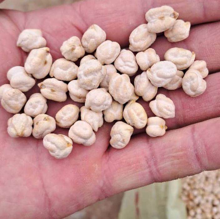 Гибрид (Амприка) навли нухат сотувда