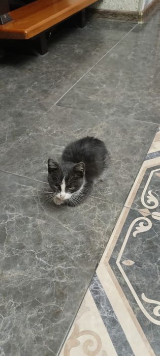 В добрые руки отдаем маленького котенка (мальчик)