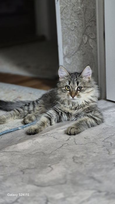 Котята. Бесплатно